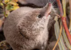 Elusive, palm-sized shrew caught on camera for the first time