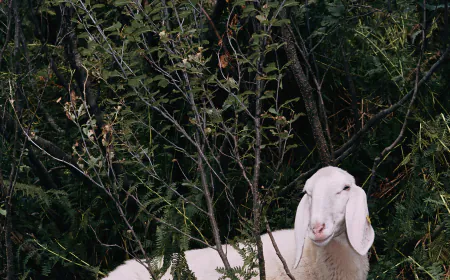 Amsterdam Exhibition Explores How Humans Shaped Sheep