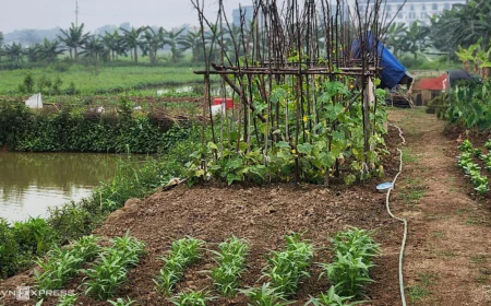 Chia đất thừa kế thế nào khi chị dâu giấu sổ đỏ?