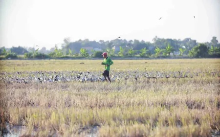 Đàn vịt đi qua ruộng đẻ trứng, trứng thuộc về ai?