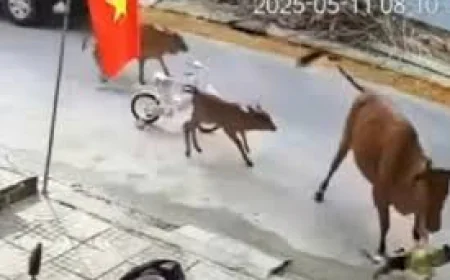 Trâu, bò thả rông húc người, chủ sở hữu chịu trách nhiệm thế nào?