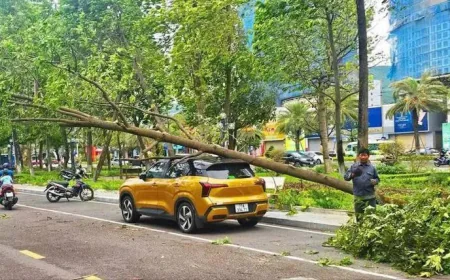 Cây xanh gãy đổ đè ô tô, xe máy: Ai phải bồi thường?