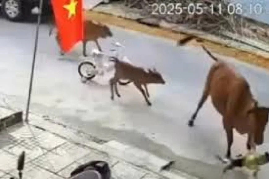 Trâu, bò thả rông húc người, chủ sở hữu chịu trách nhiệm thế nào?