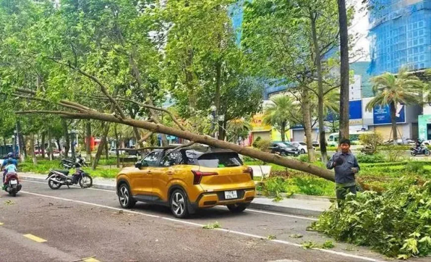 Cây xanh gãy đổ đè ô tô, xe máy: Ai phải bồi thường?