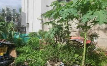 Hàng xóm lấy đất của tôi trồng cây, giờ lại yêu cầu bồi thường, tôi phải làm sao?