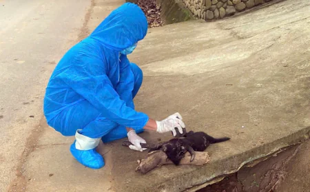 Chủ con chó dại cắn 5 người đối mặt trách nhiệm gì?