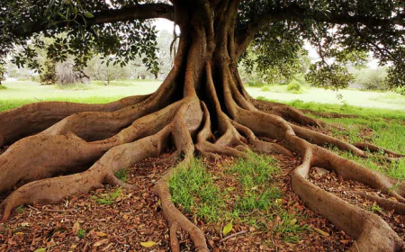 Tôi có phải chặt cây khi rễ đâm hỏng sân nhà hàng xóm?