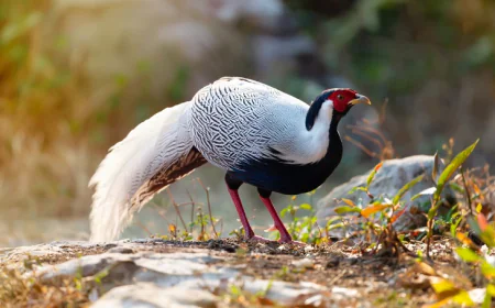 Gà lôi trắng dễ nuôi, dễ nhân giống, vì sao phải đưa vào danh mục nguy cấp?