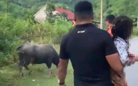 Chủ con trâu húc bé gái 4 tuổi tử vong đối diện với trách nhiệm pháp lý nào?