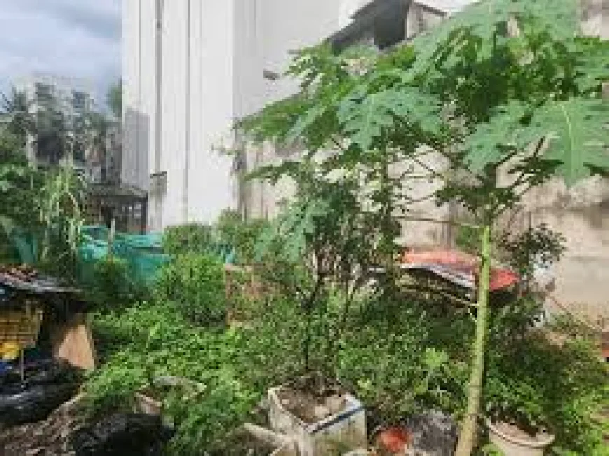 Hàng xóm lấy đất của tôi trồng cây, giờ lại yêu cầu bồi thường, tôi phải làm sao?