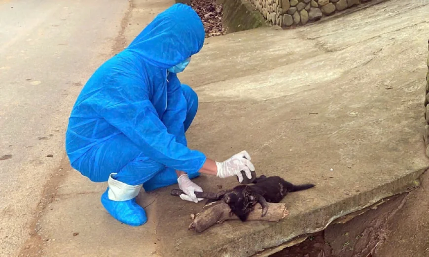 Chủ con chó dại cắn 5 người đối mặt trách nhiệm gì?