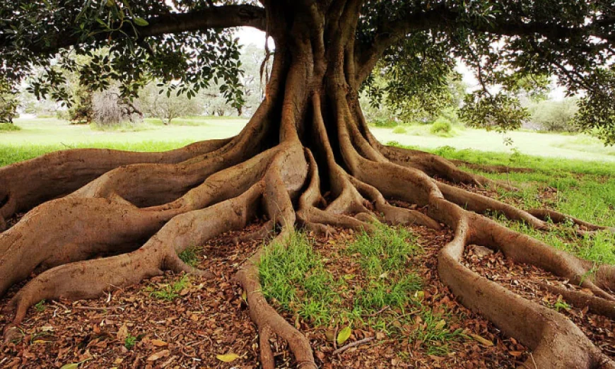 Tôi có phải chặt cây khi rễ đâm hỏng sân nhà hàng xóm?