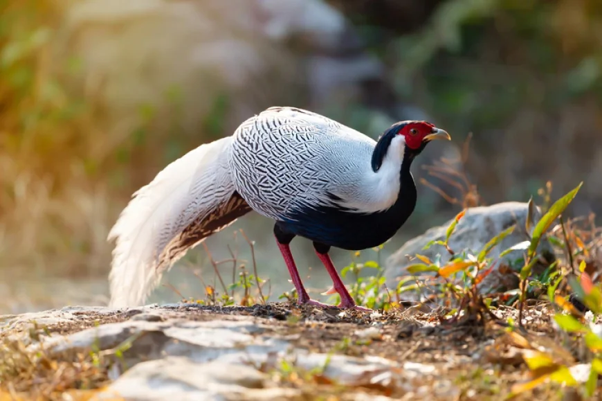 Gà lôi trắng dễ nuôi, dễ nhân giống, vì sao phải đưa vào danh mục nguy cấp?