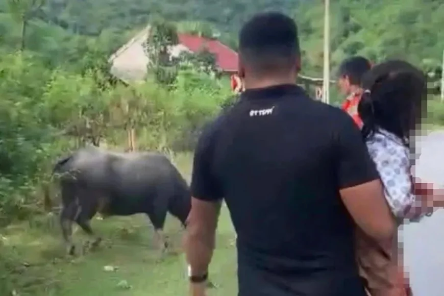 Chủ con trâu húc bé gái 4 tuổi tử vong đối diện với trách nhiệm pháp lý nào?