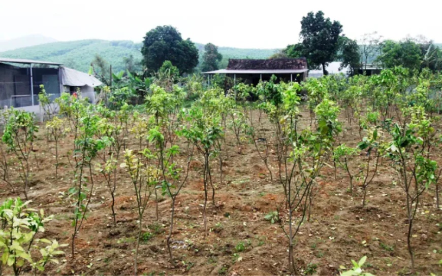 Trồng thêm cây khi có quyết định thu hồi: được bồi thường không?