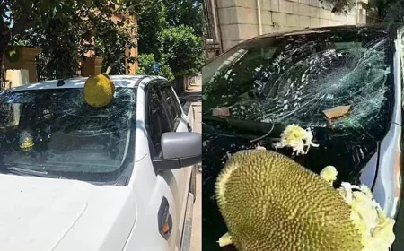 Quả rụng vỡ kính xe, chủ cây có phải bồi thường?