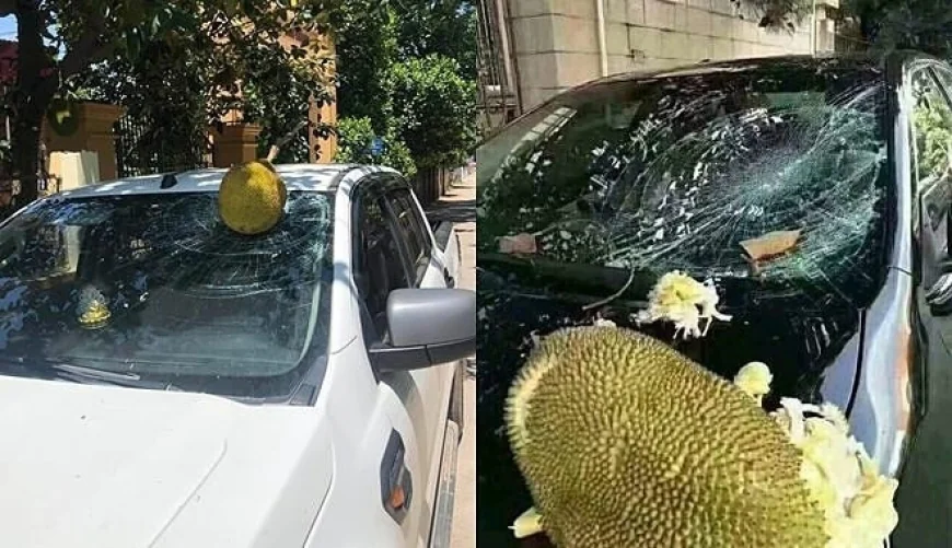 Quả rụng vỡ kính xe, chủ cây có phải bồi thường?